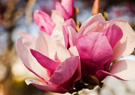 軟木顆粒生產(chǎn)線上的一支木蘭花，記平凡的“英雄”